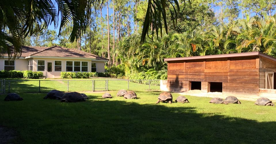Aldabra Breeders