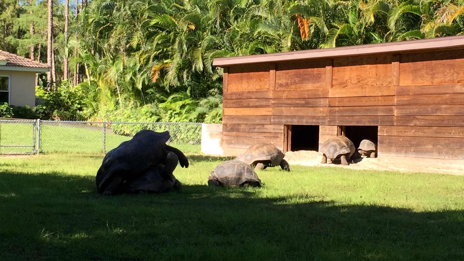 Aldabra Breeders