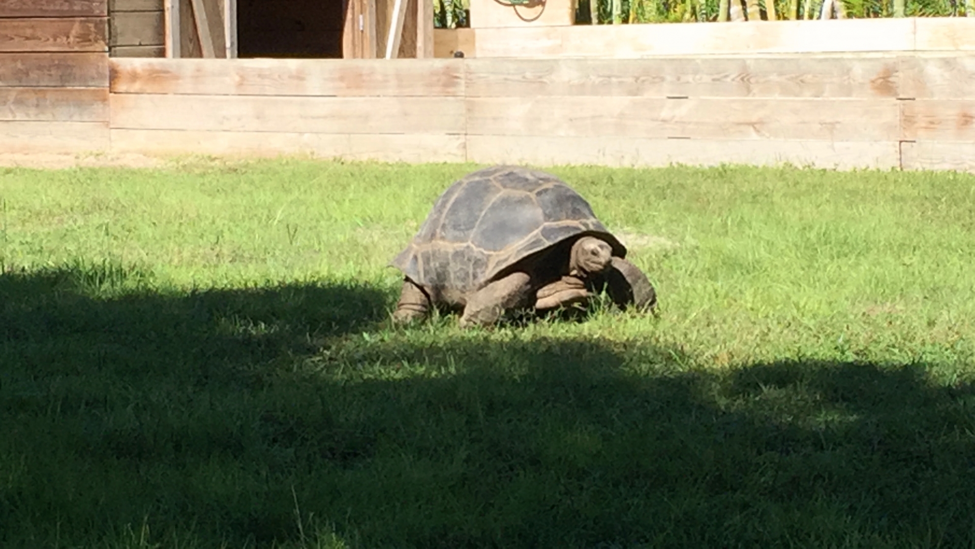 Aldabra Breeders