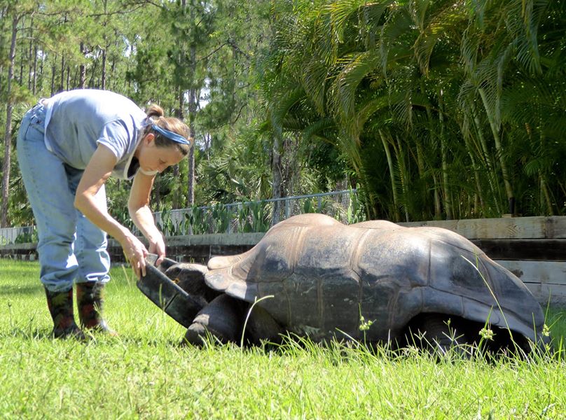 Aldabra Breeders