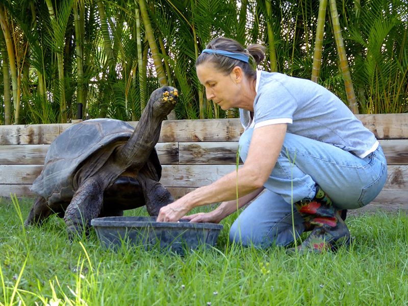 Aldabra Breeders