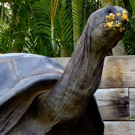 Aldabra Breeders