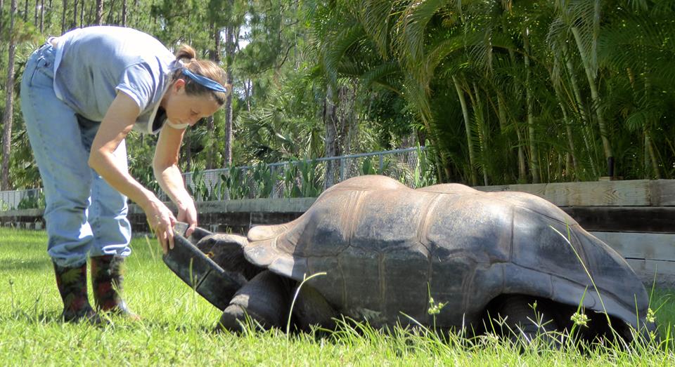 Aldabra Breeders