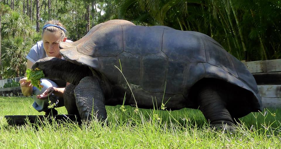 Aldabra Breeders