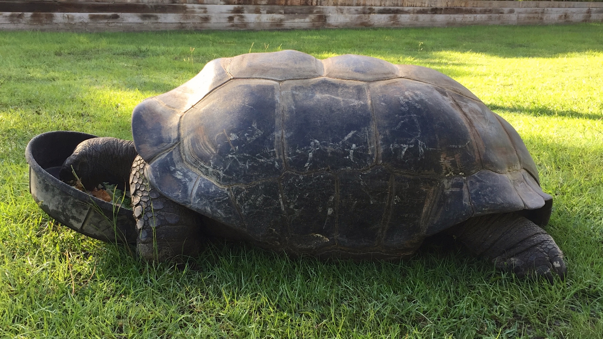 Aldabra Breeders