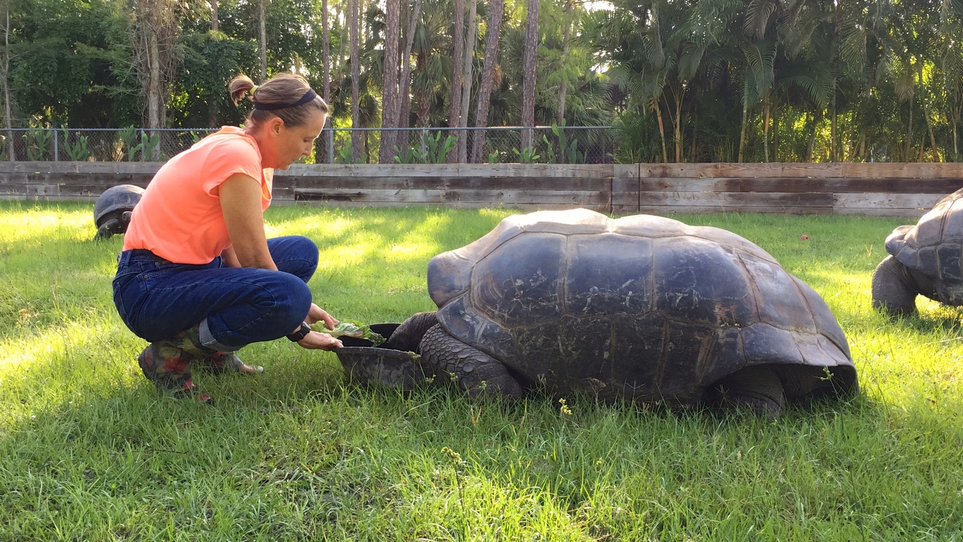 Aldabra Breeders