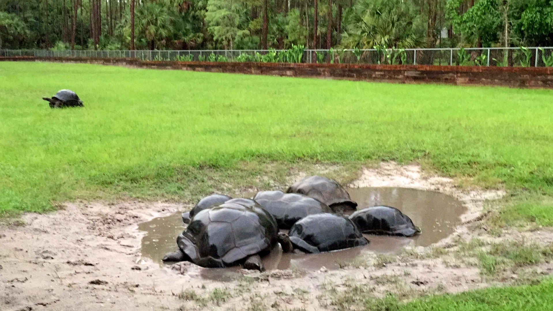 Aldabra Breeders