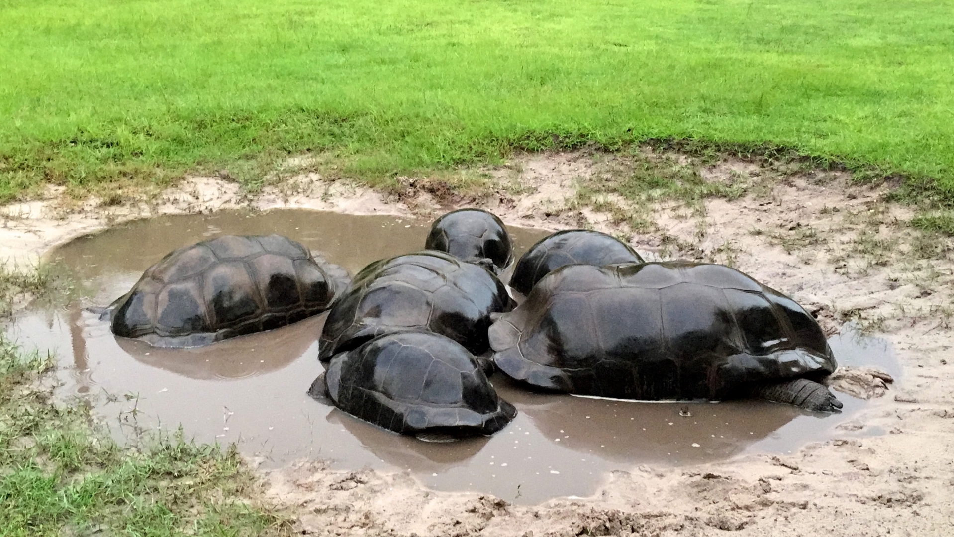 Aldabra Breeders