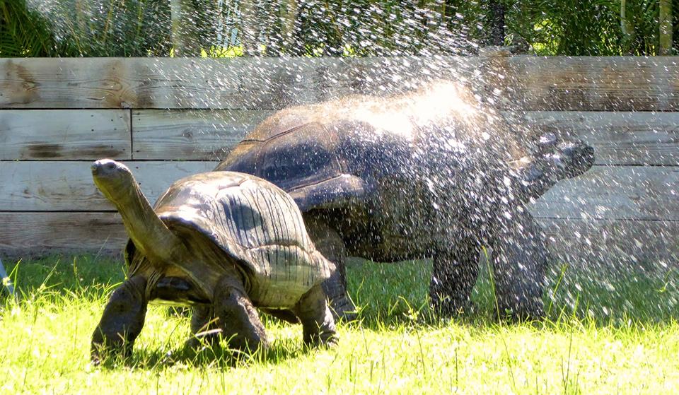 Aldabra Breeders