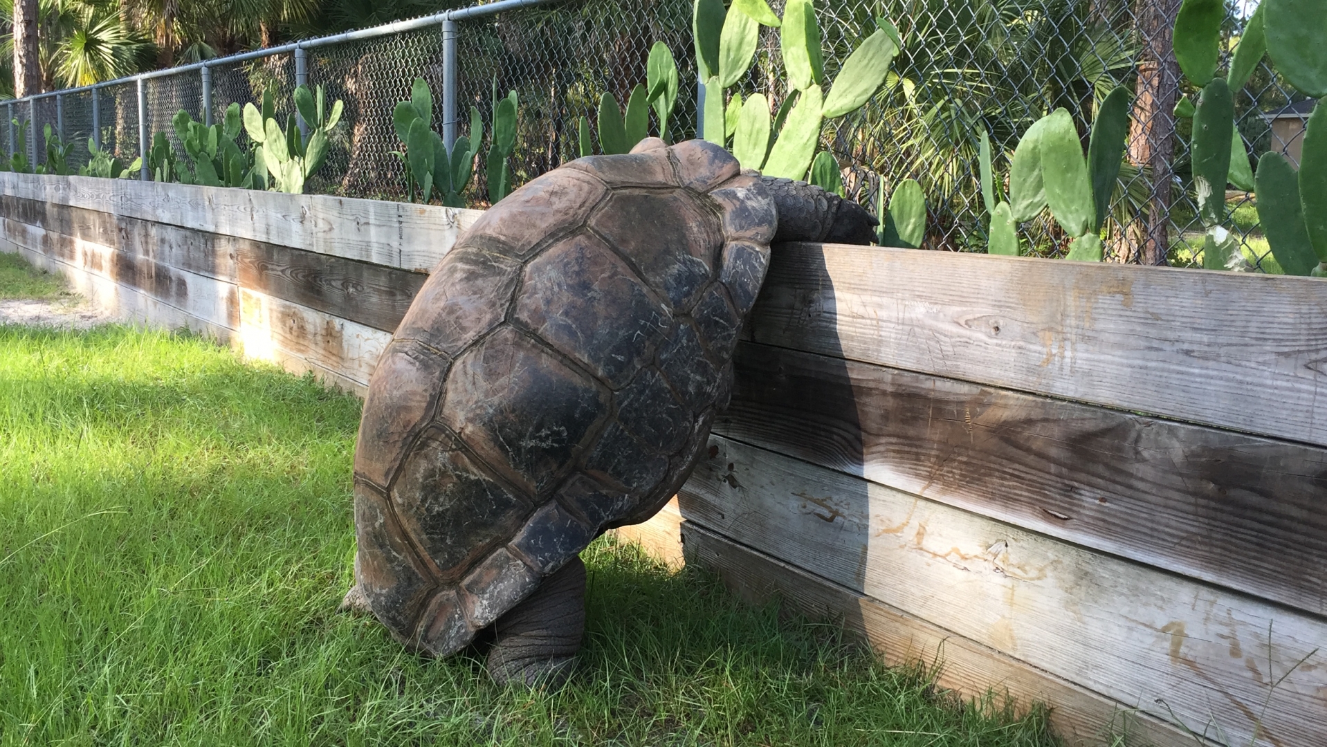 Aldabra Breeders