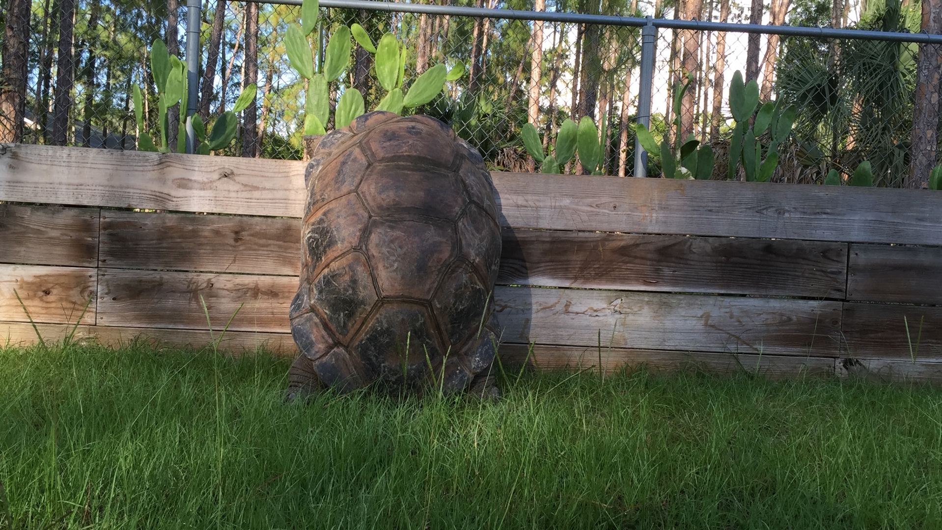 Aldabra Breeders