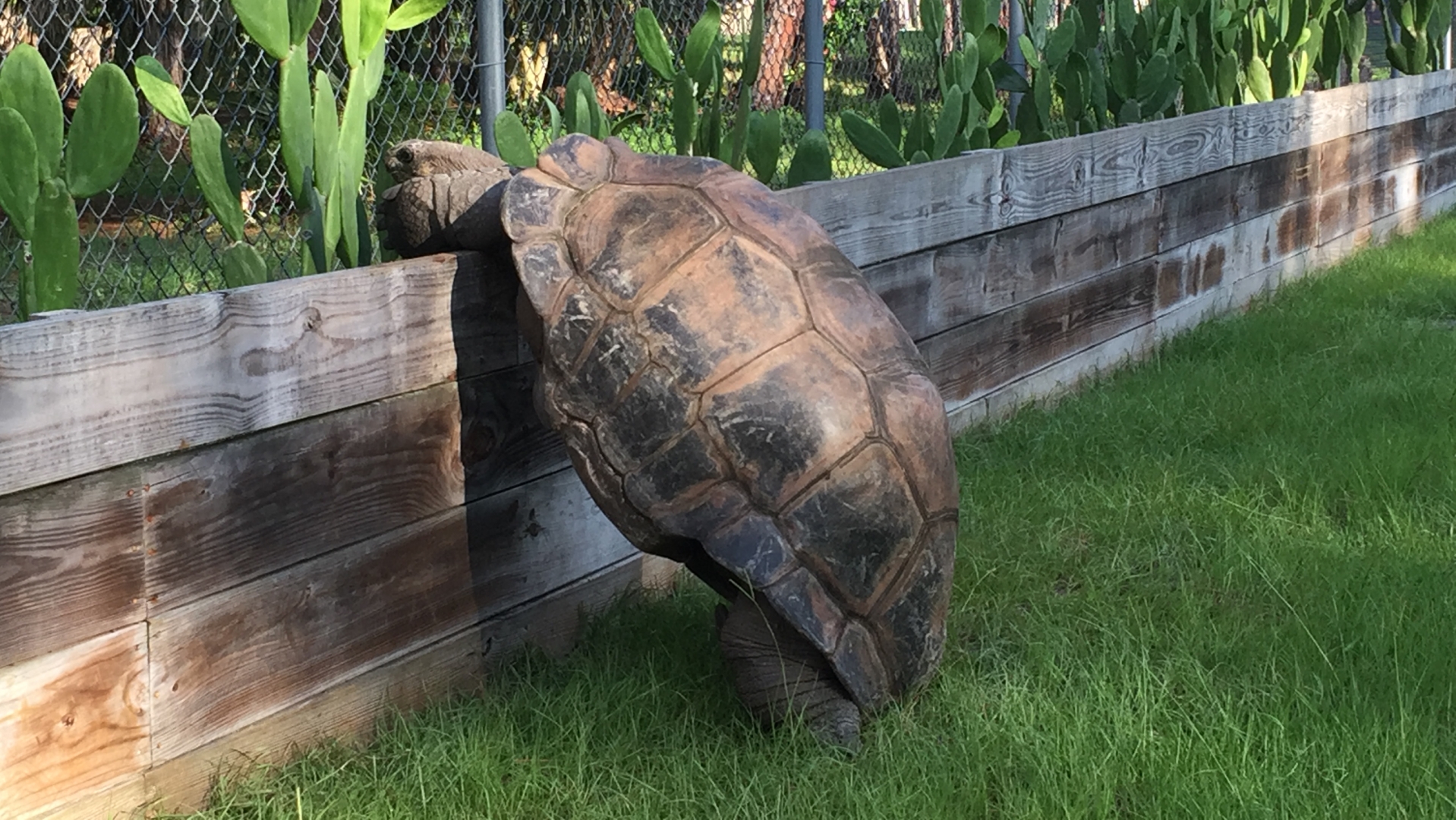 Aldabra Breeders