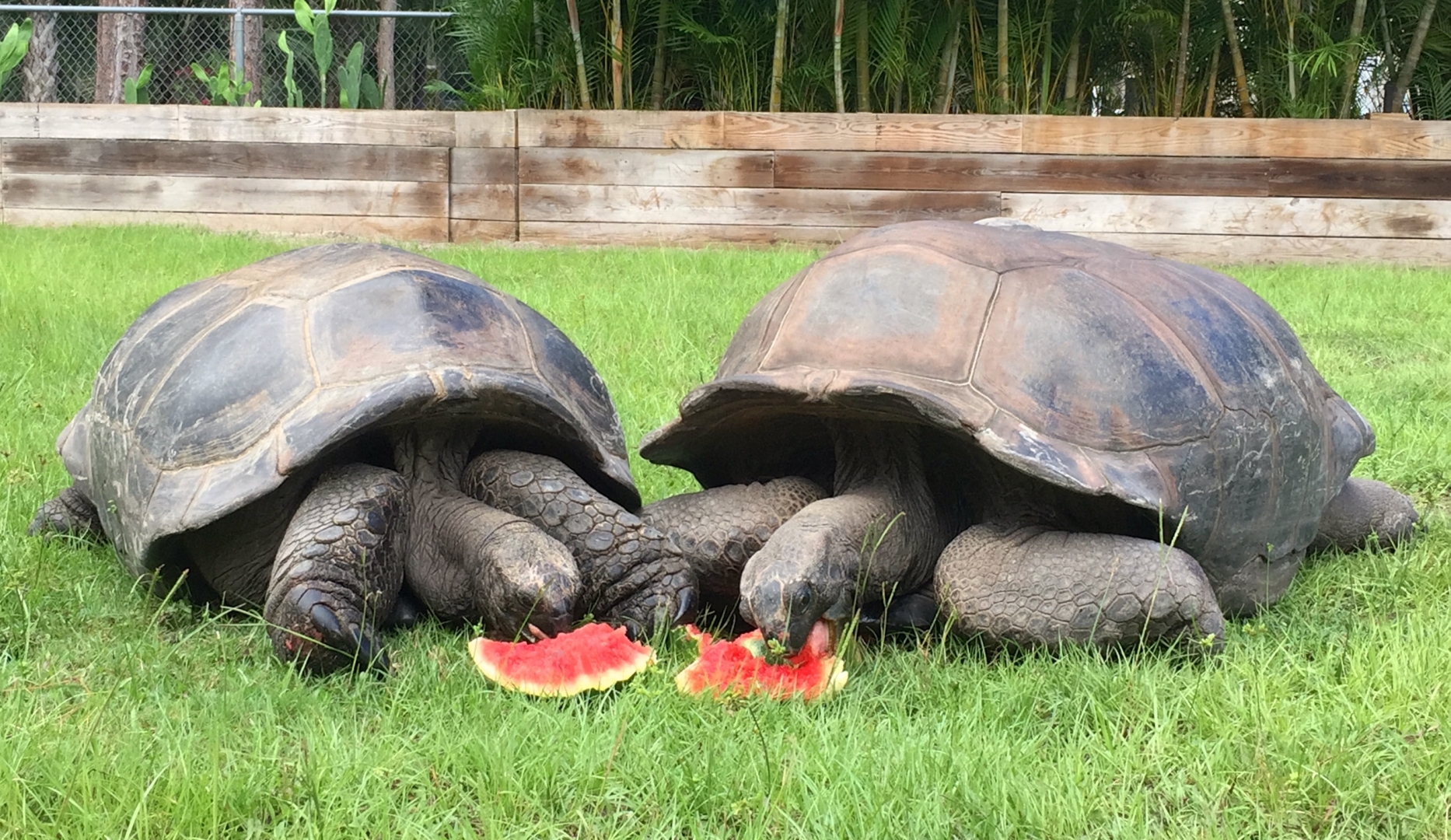 Aldabra Breeders