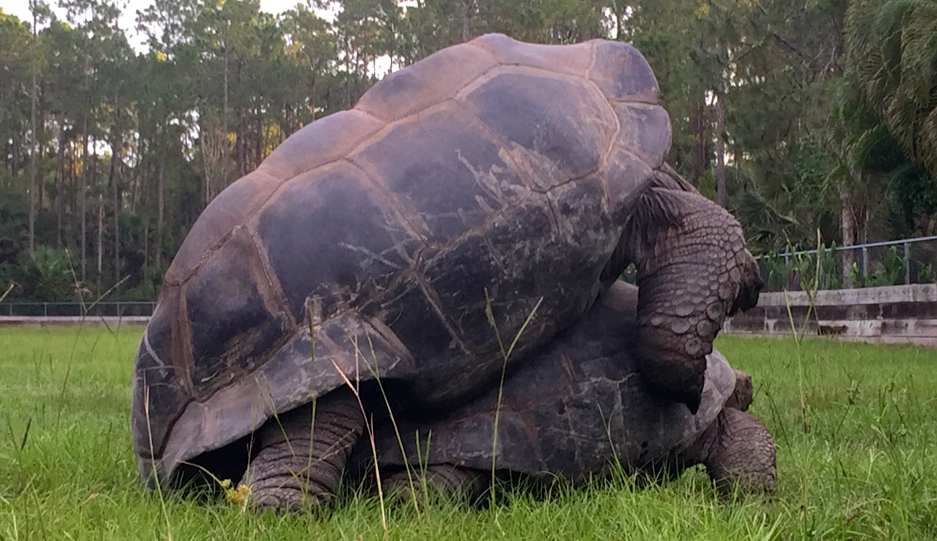 Aldabra Breeders