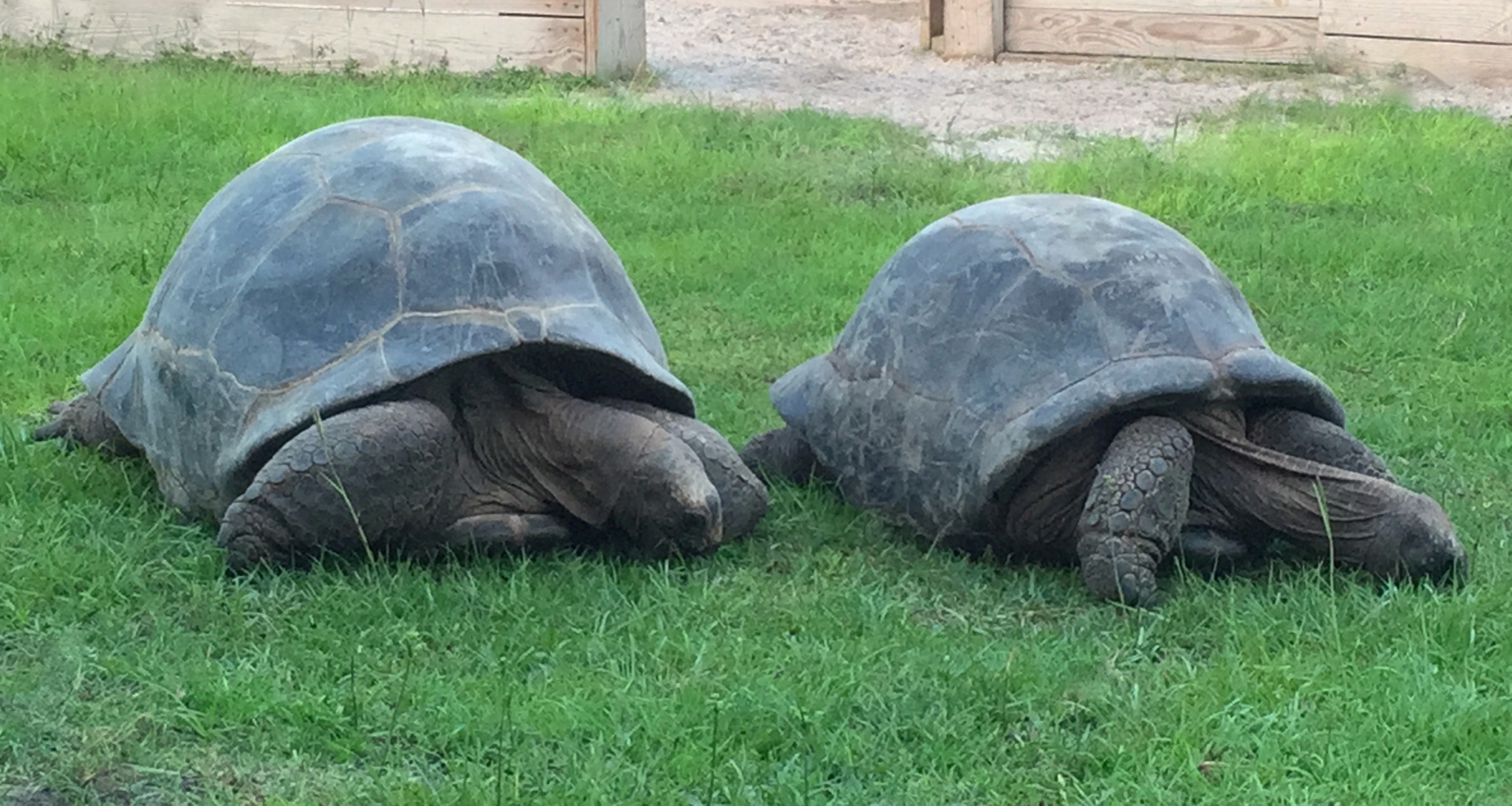Aldabra Breeders