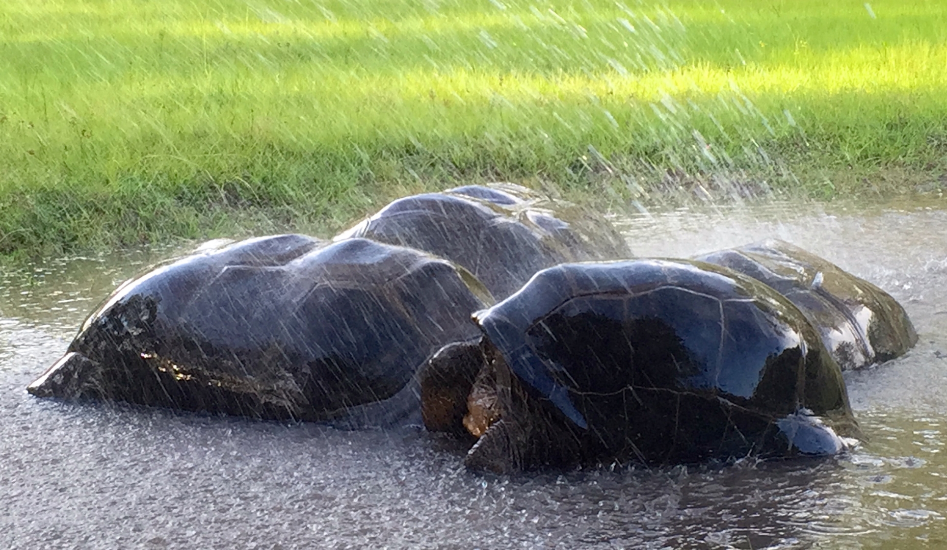 Aldabra Breeders