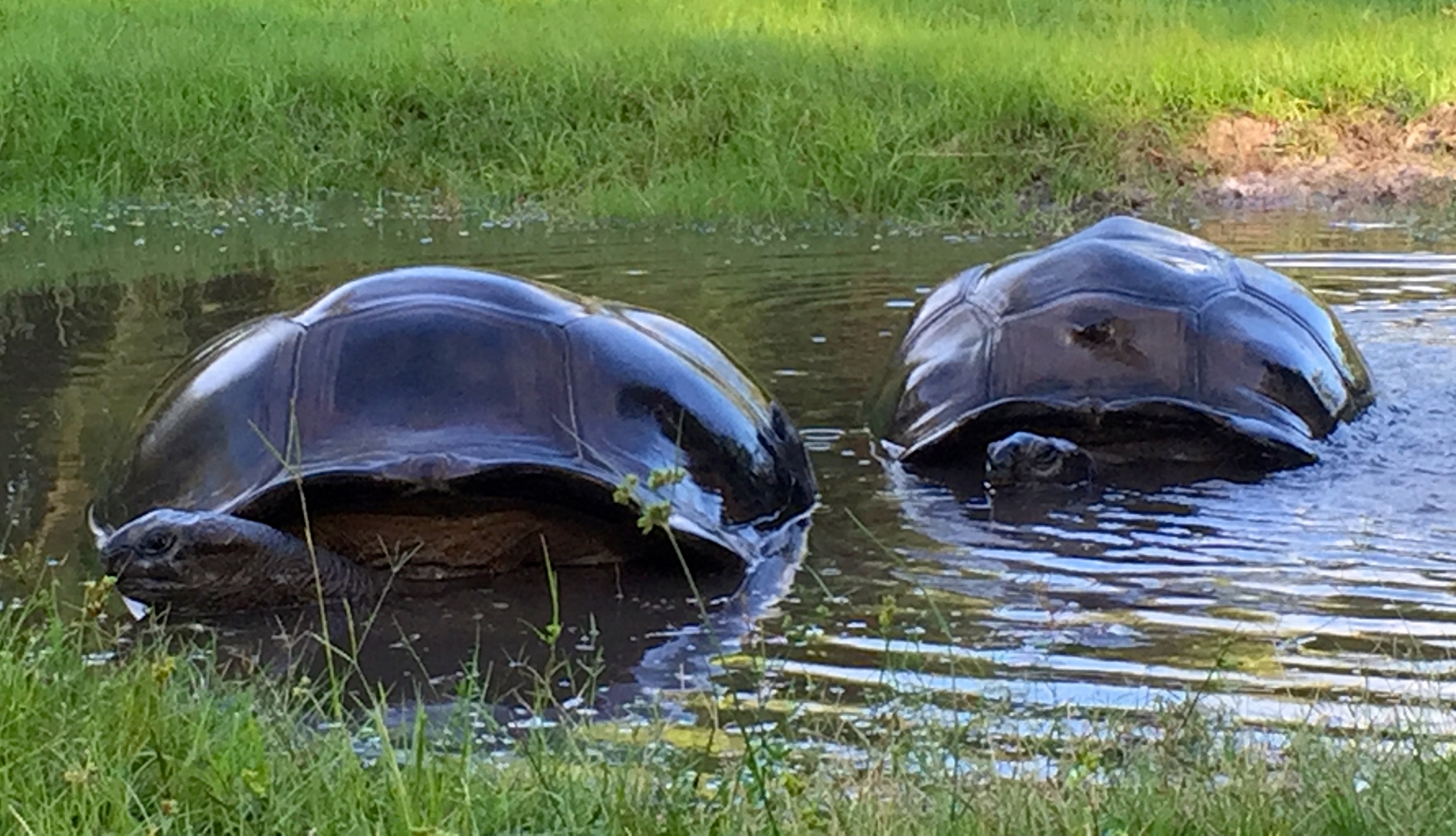 Aldabra Breeders