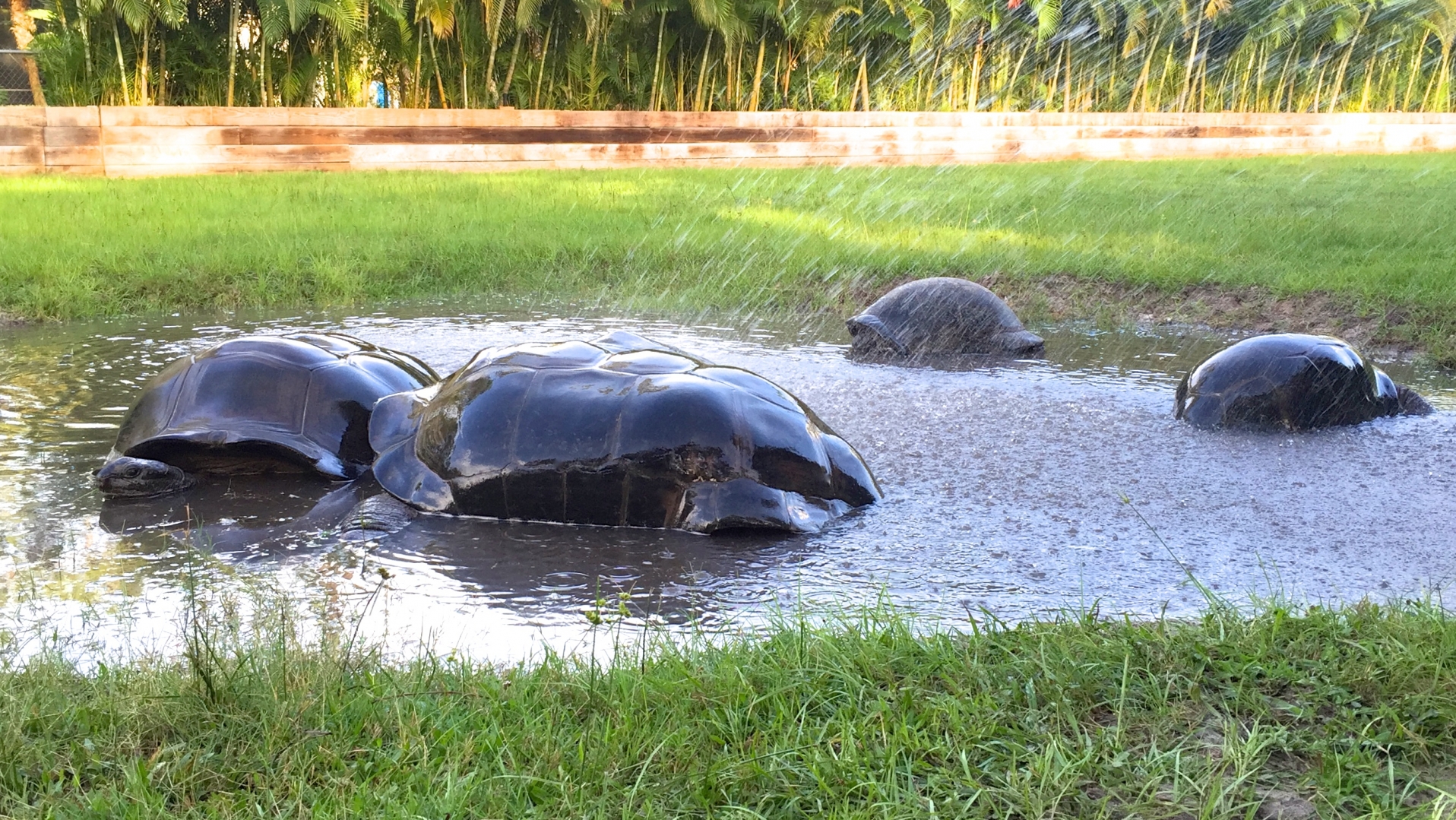 Aldabra Breeders