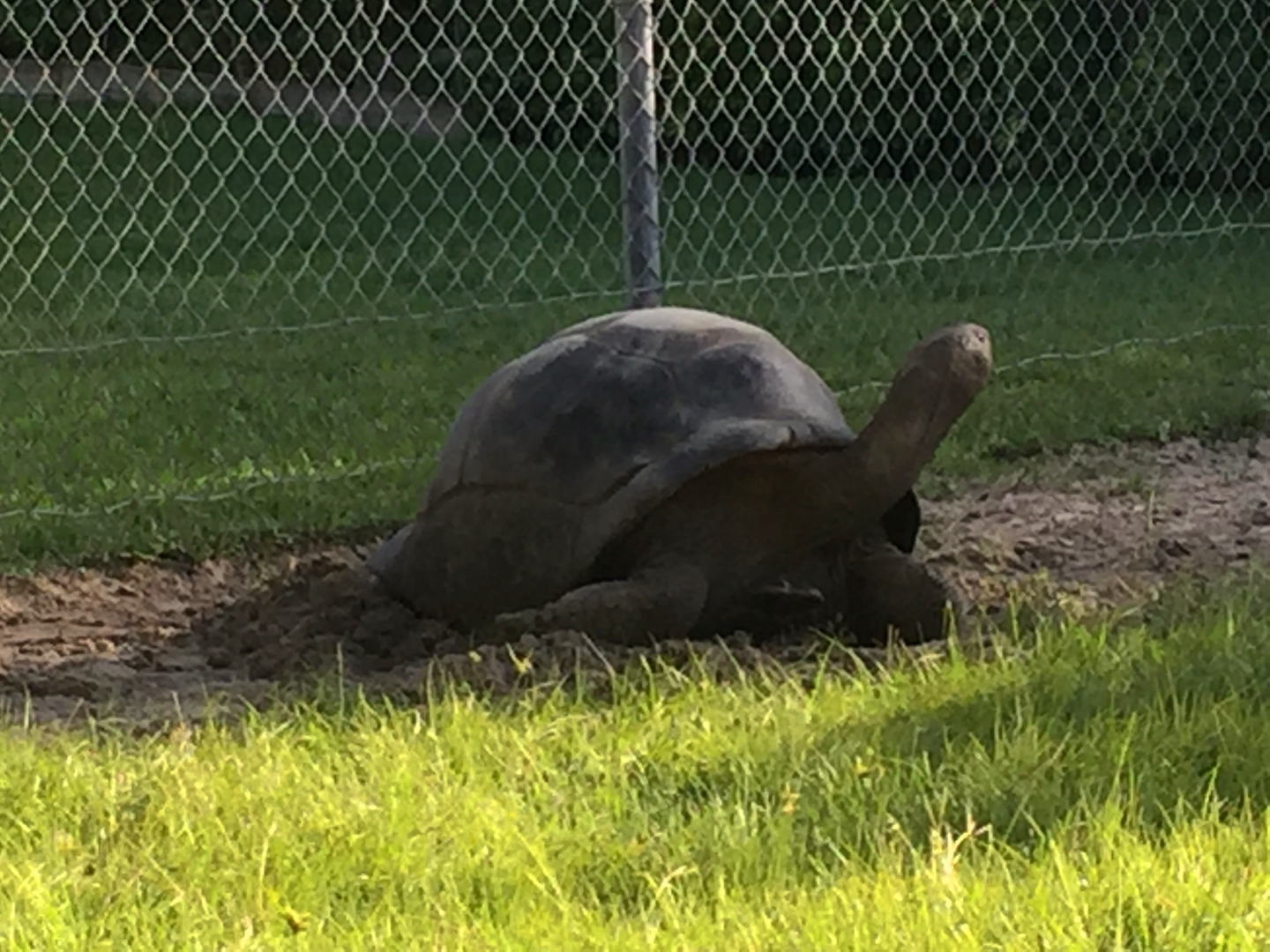 Aldabra Breeders