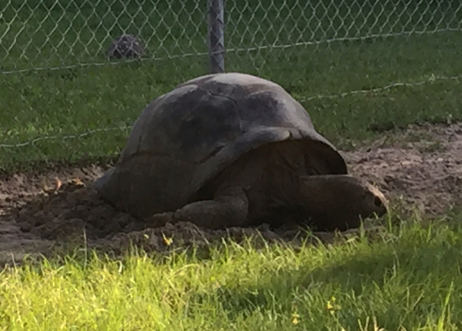 Aldabra Breeders