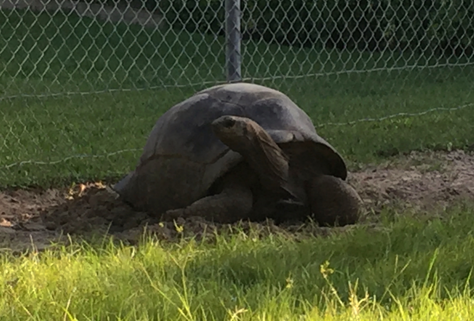 Aldabra Breeders