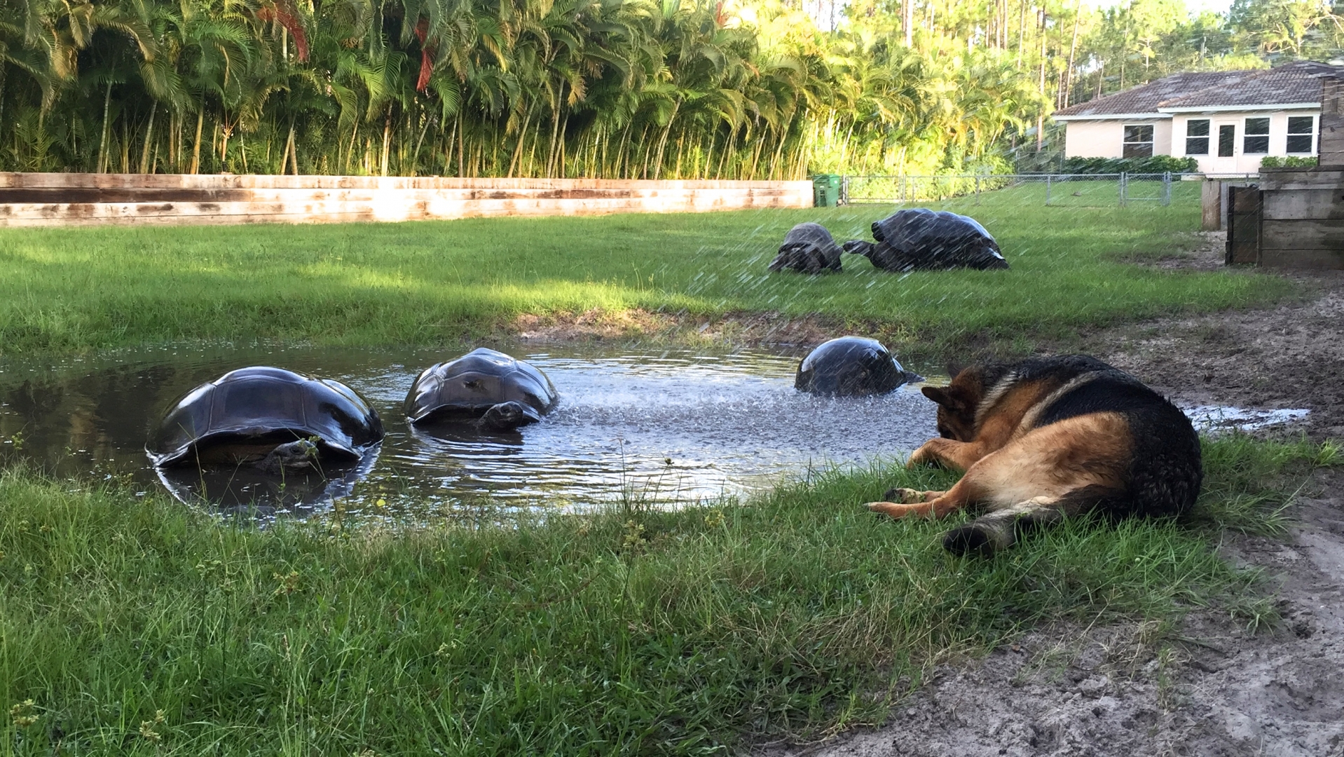 Aldabra Breeders