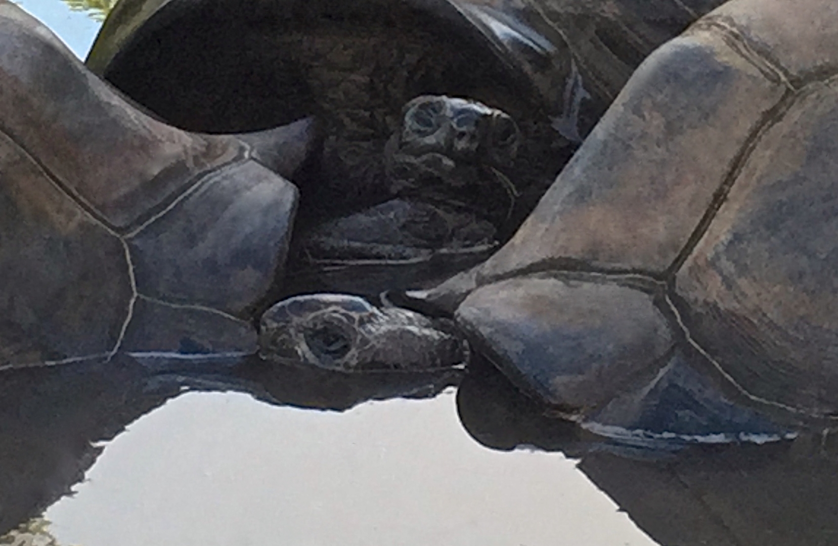 Aldabra Breeders