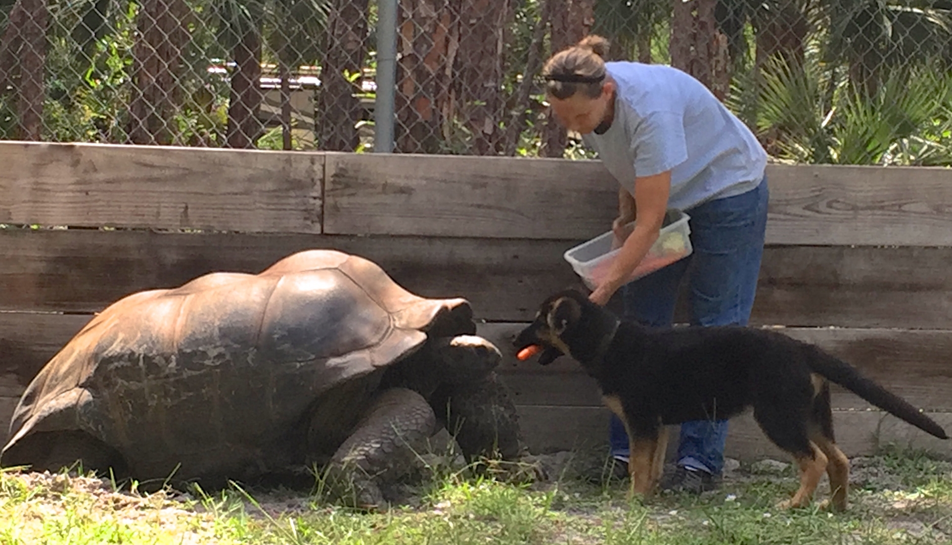 Aldabra Breeders