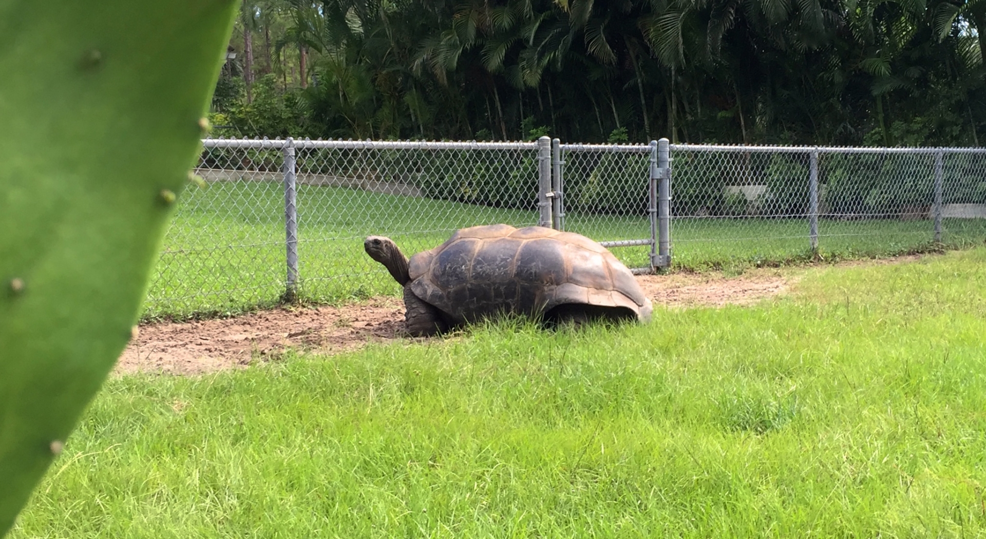 Aldabra Breeders