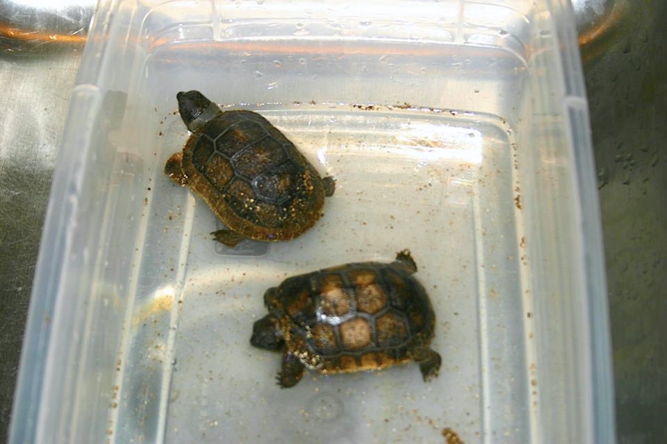 Aldabra Breeders