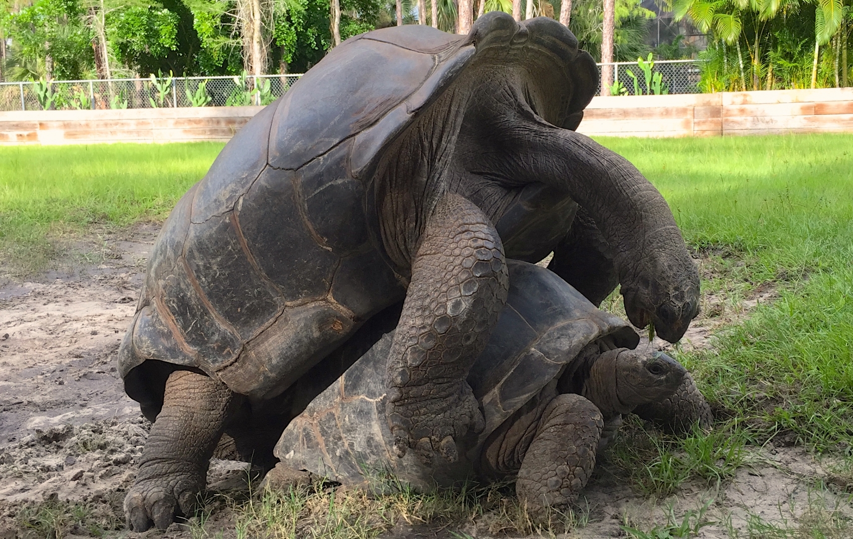 Aldabra Breeders