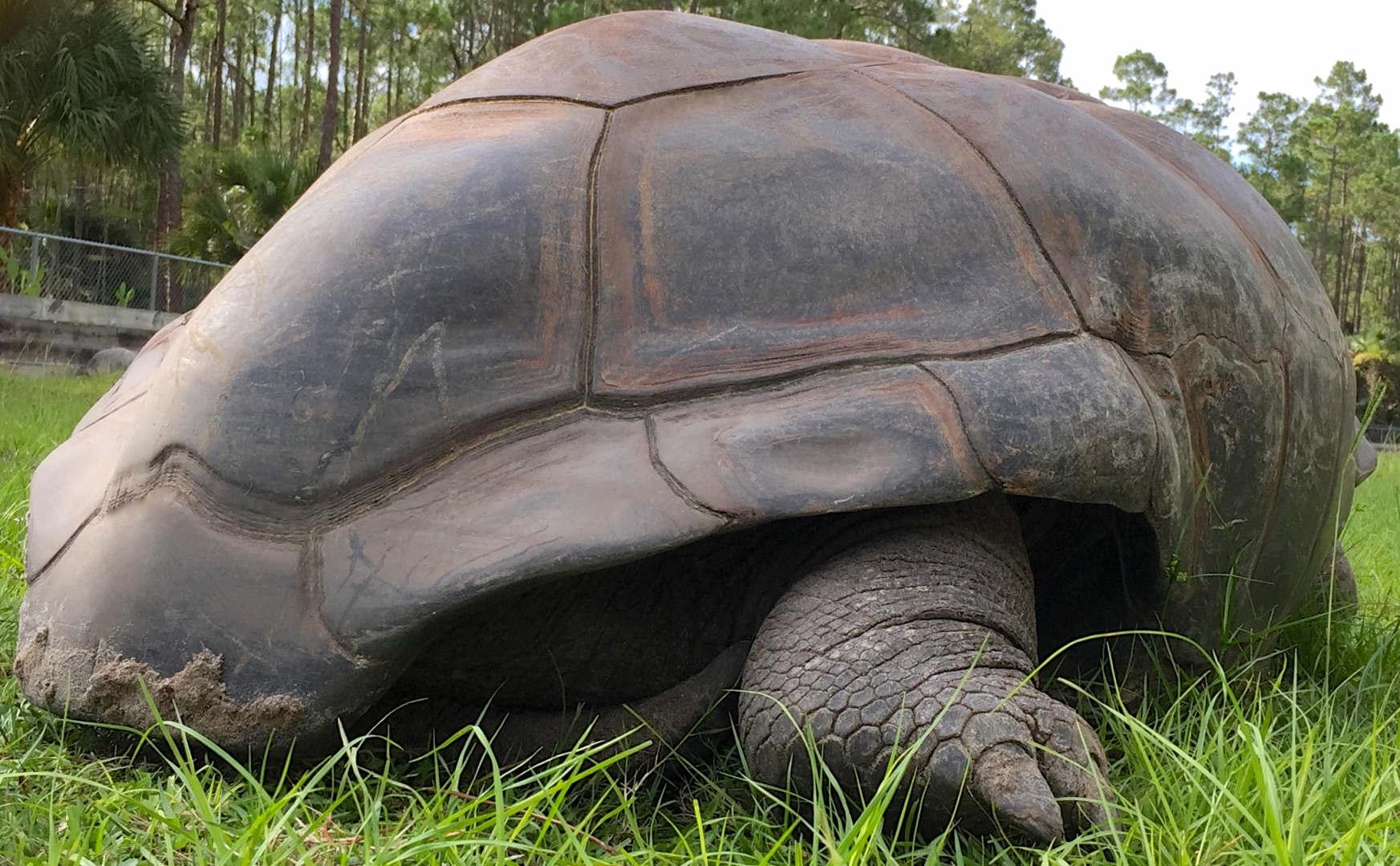 Aldabra Breeders