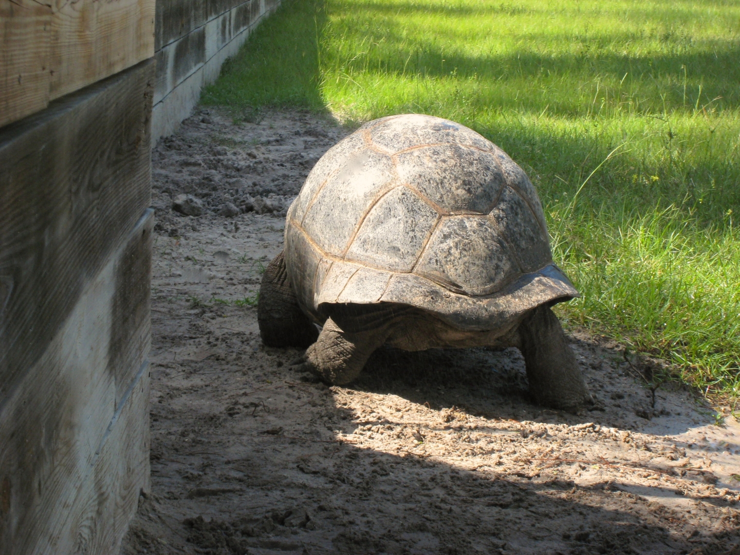 Aldabra Breeders