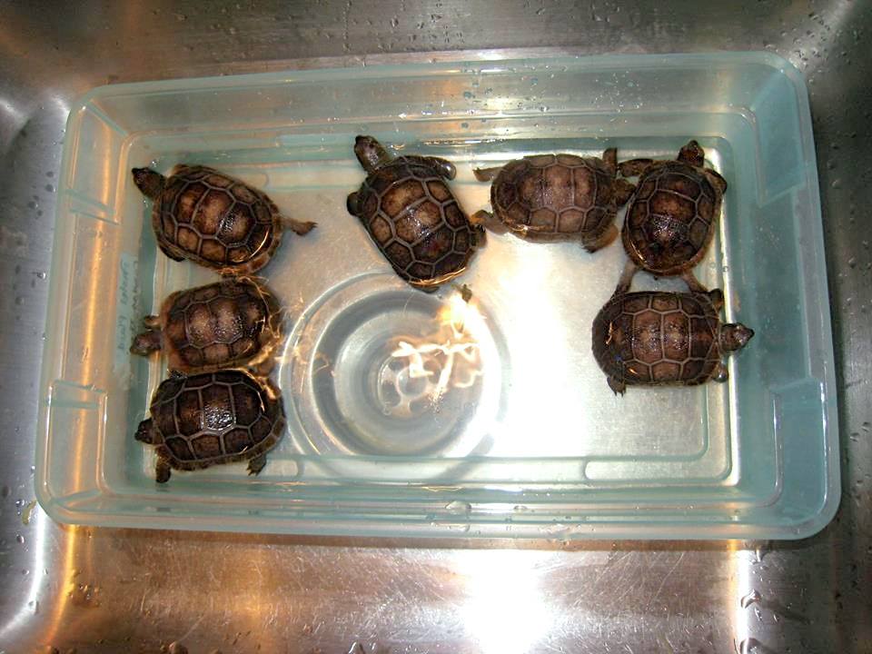 Aldabra Breeders
