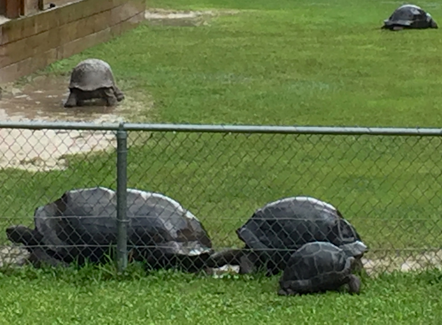 Aldabra Breeders