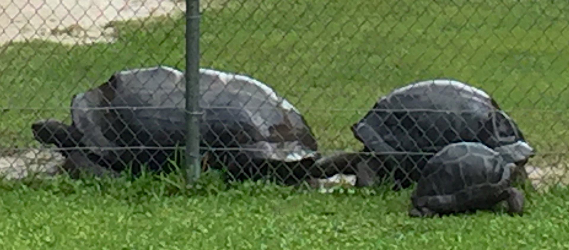 Aldabra Breeders