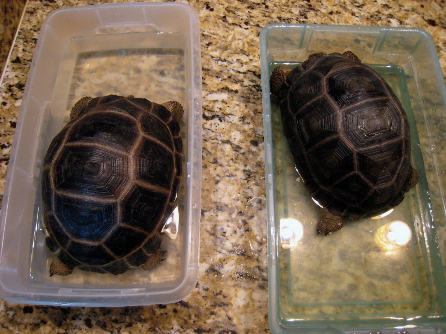 Aldabra Breeders