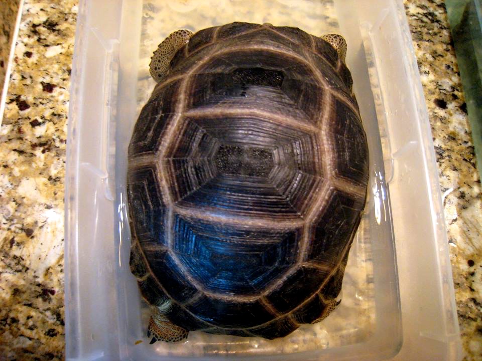 Aldabra Breeders