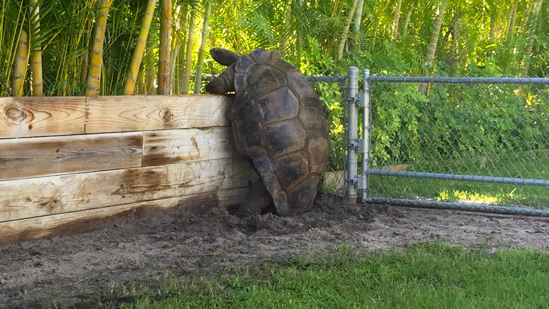 Aldabra Breeders