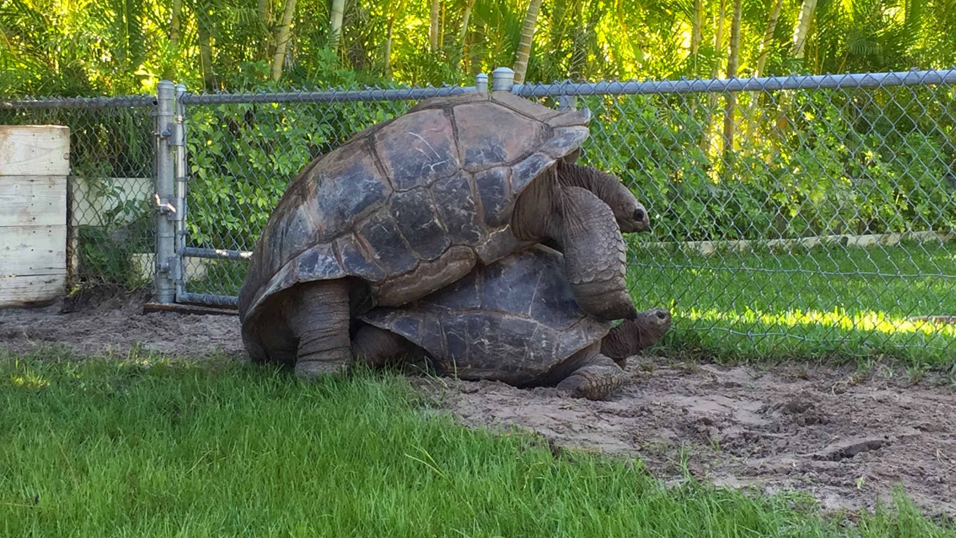 Aldabra Breeders