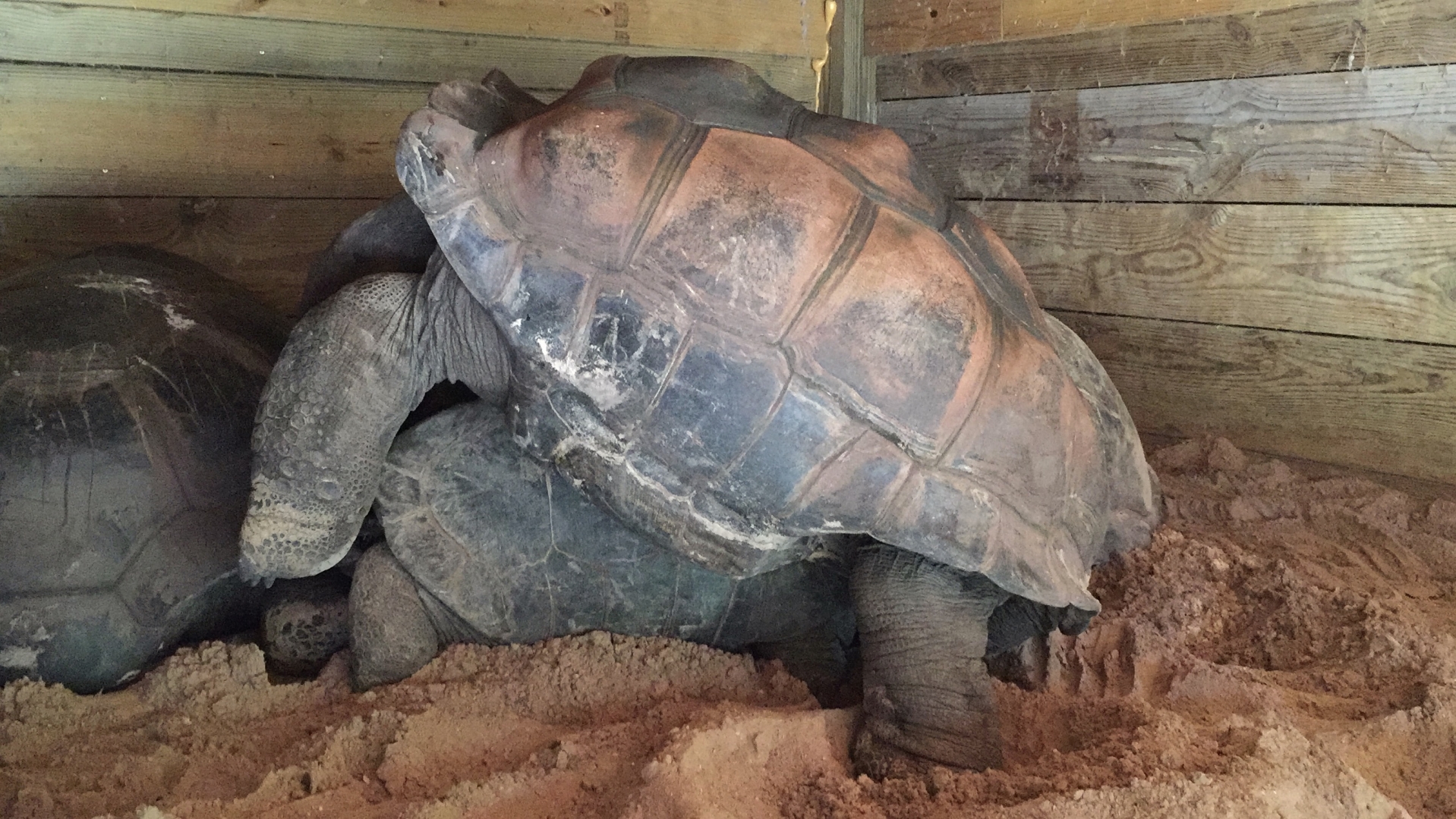 Aldabra Breeders