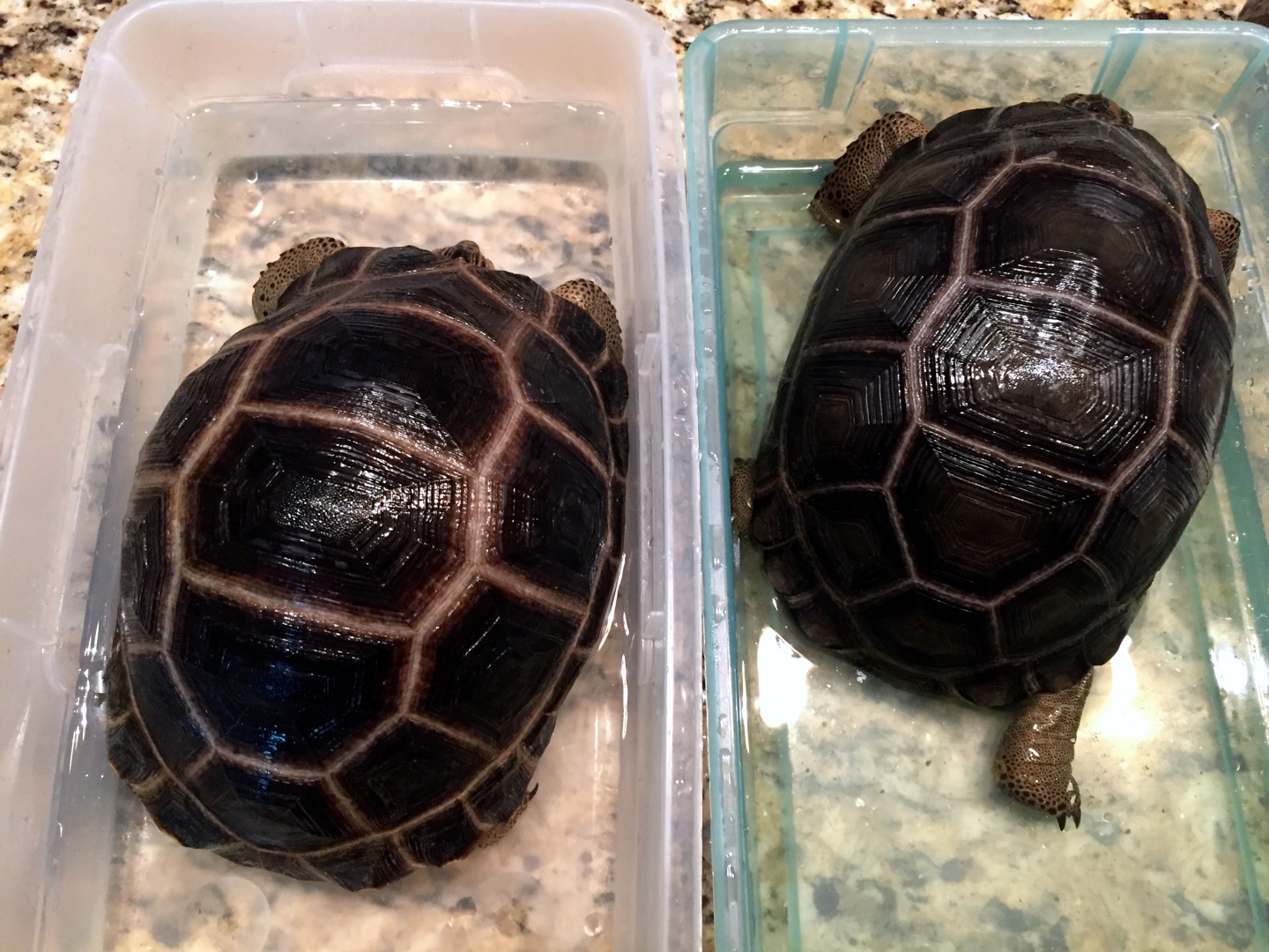 Aldabra Breeders
