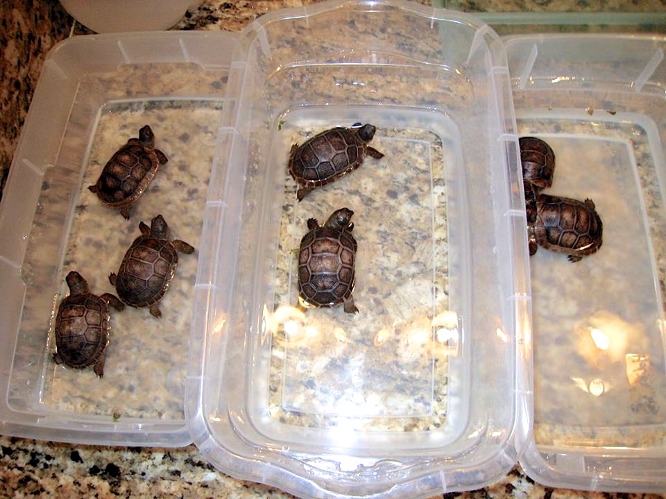 Aldabra Breeders