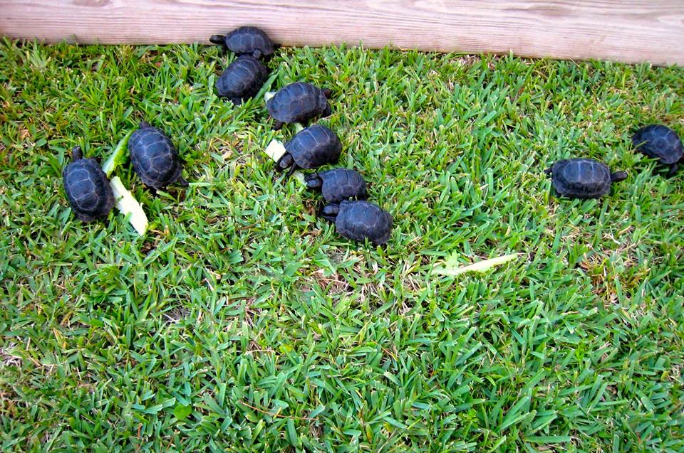 Aldabra Breeders