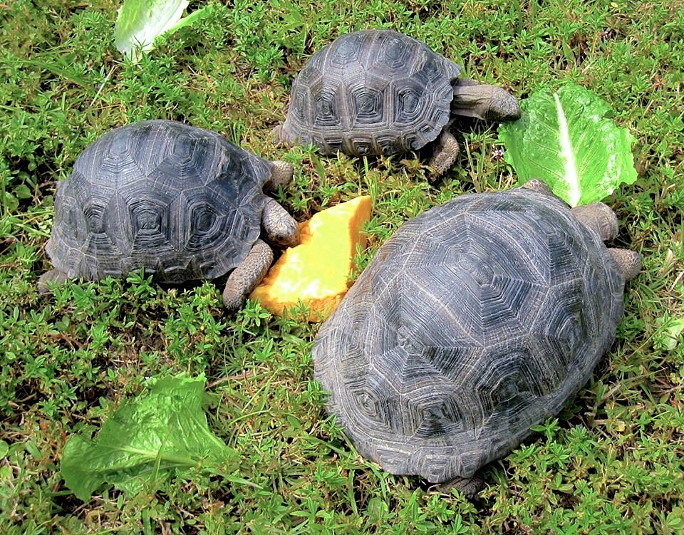 Aldabra Breeders