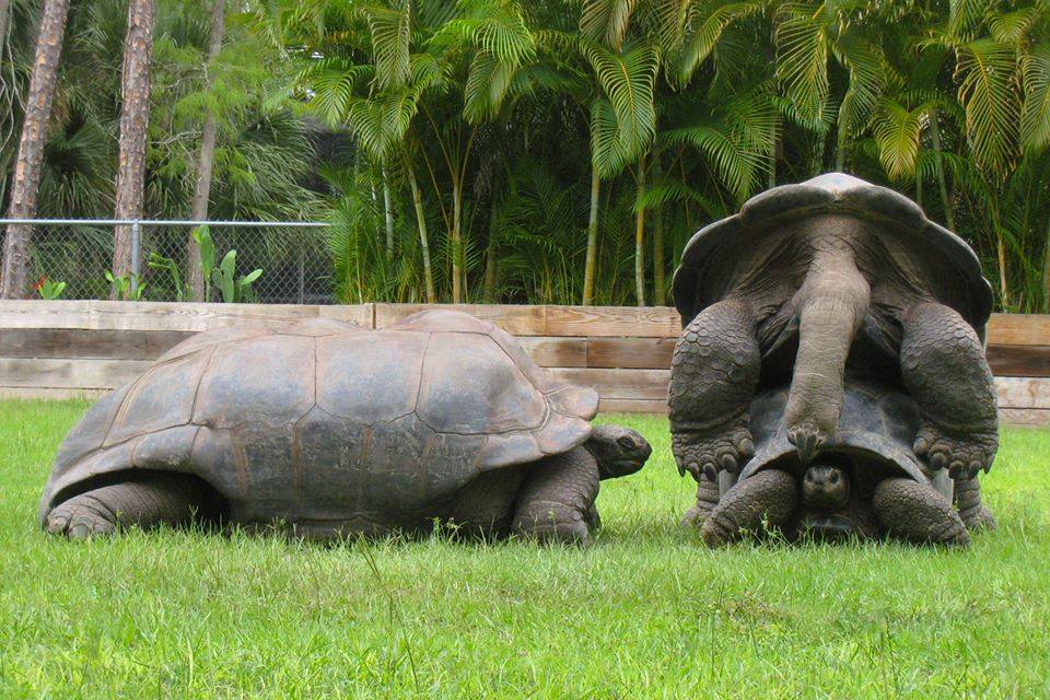 Aldabra Breeders