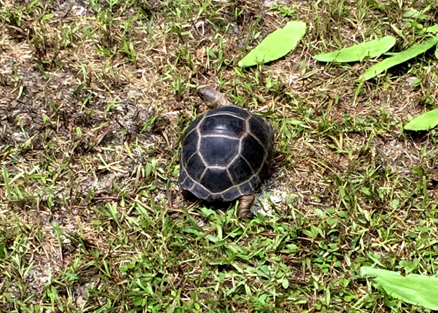 Aldabra Breeders