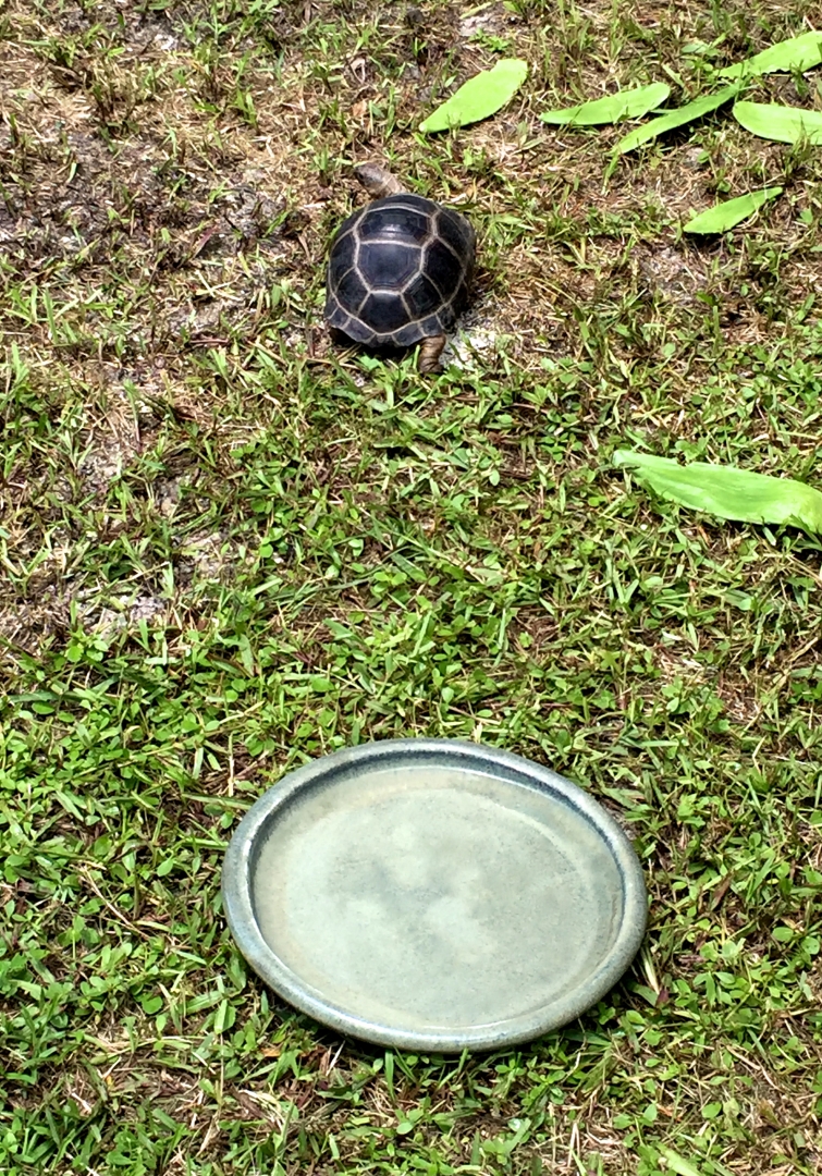 Aldabra Breeders