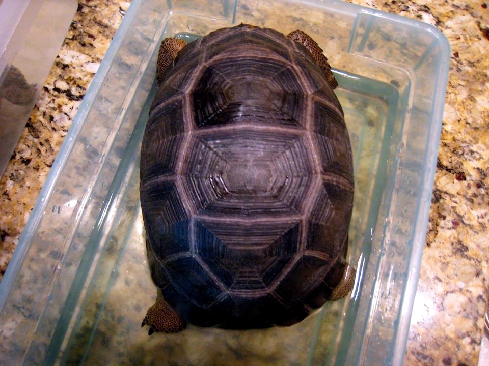 Aldabra Breeders