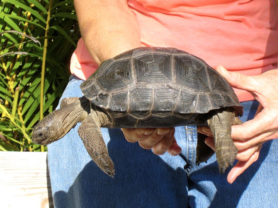 Aldabra Breeders